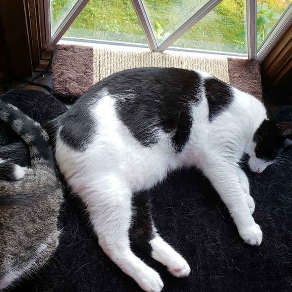 Meet your Posher, Ophelia - Picture 6 of 8